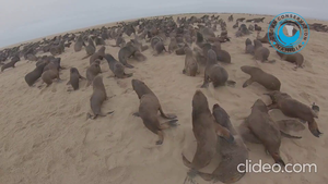 Citizen scientists disentangling juvenile Cape fur seals from fishing lines