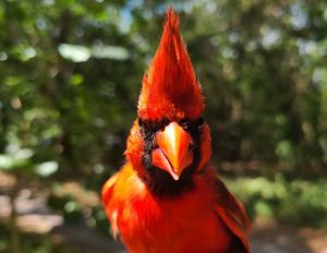 Northern Cardinal