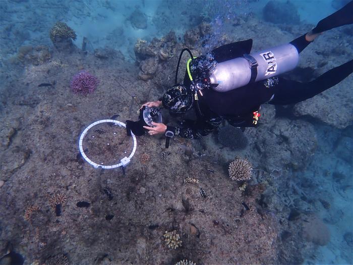 Macrophotogrammetry setup on the Great Barrier Reef