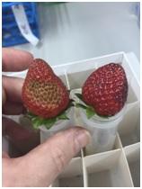 Infected Strawberry