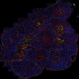 IBEX image of human thymus (2)