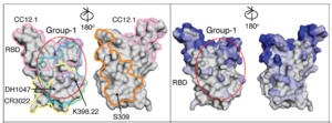 COVID-19 patient antibodies point researchers toward broad coronavirus vaccines