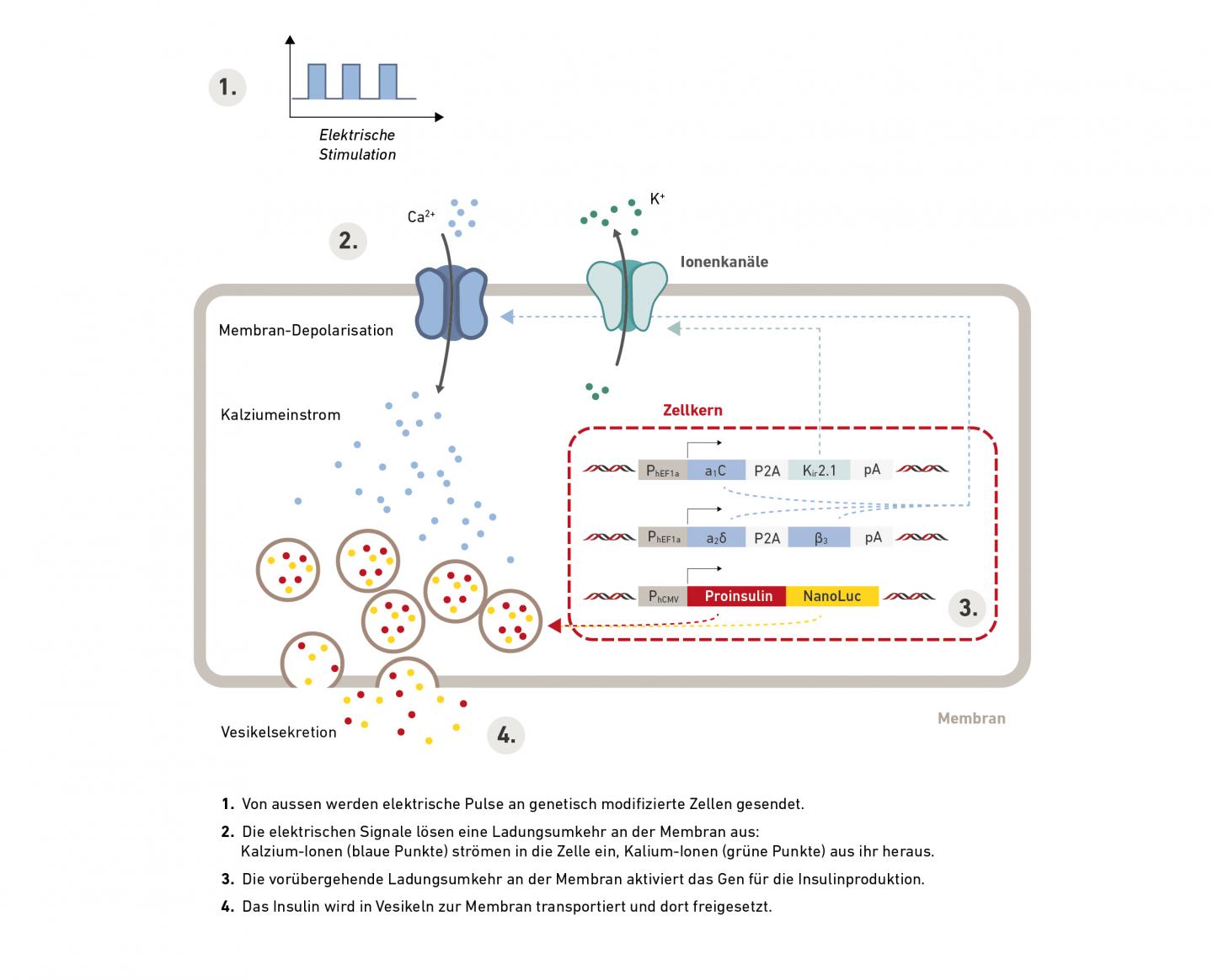 Scheme of the Process