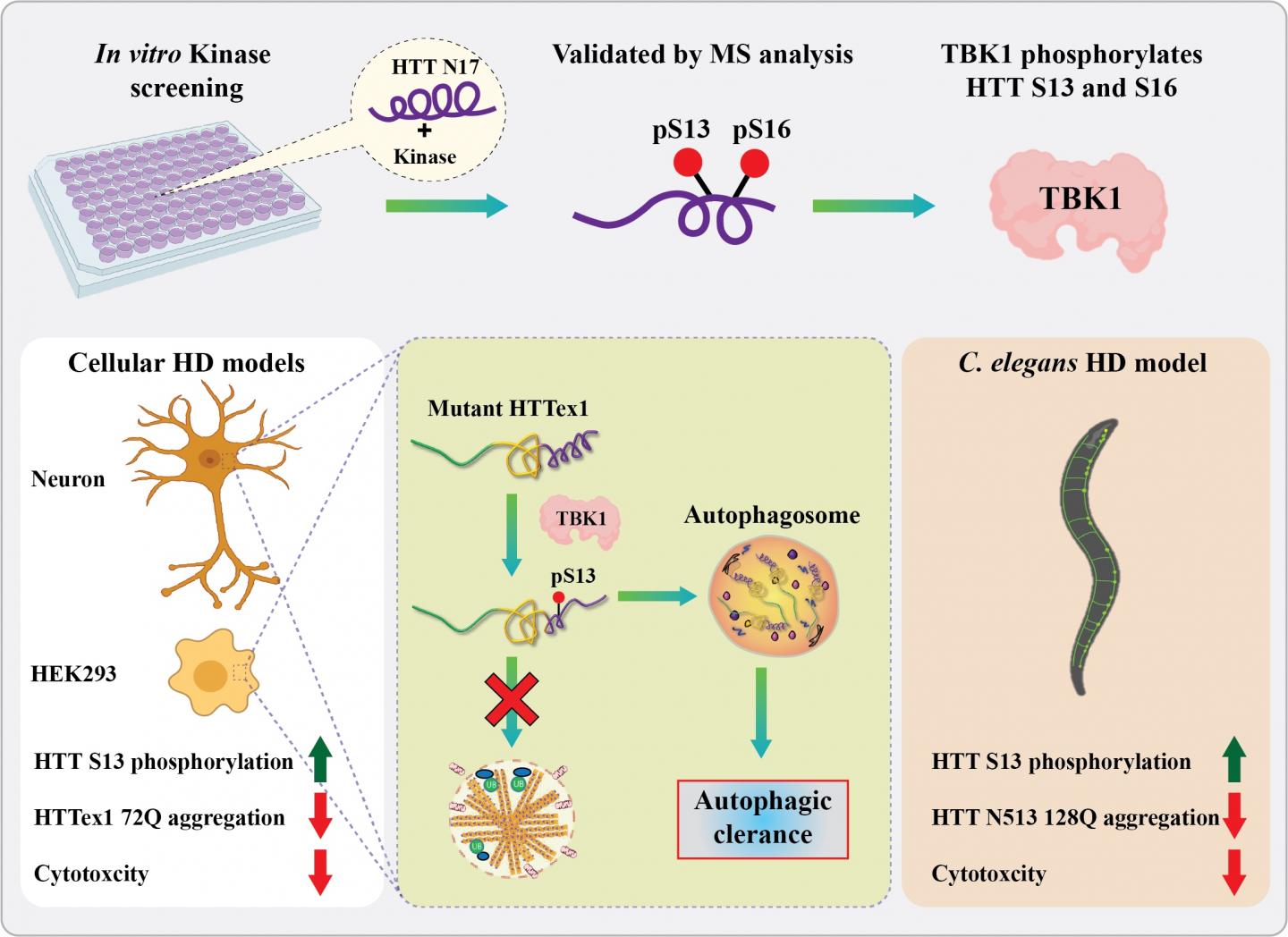 Indentifying a New Kinase - Tbk1 - Playing a Vital Role in Huntington's Disease