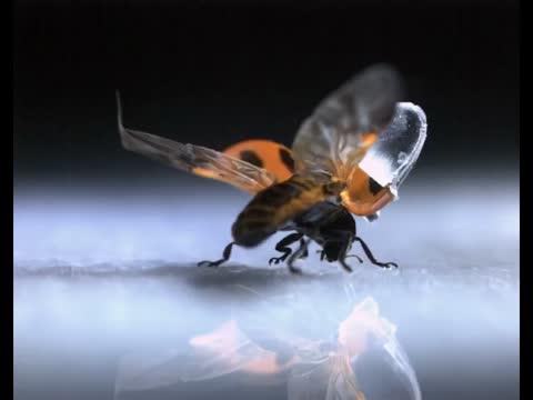 Wing-Folding Motion of Ladybug with Artificial Elytron 