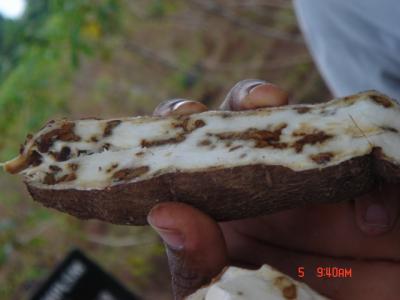 Diseased Tuber of the Cassava