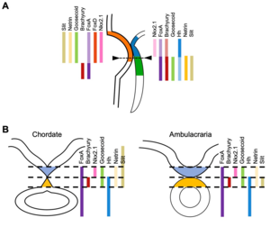 (Fig. 4) Comparison of gene expression in stomodeum formation region between ambulacrarian and chordate larvae