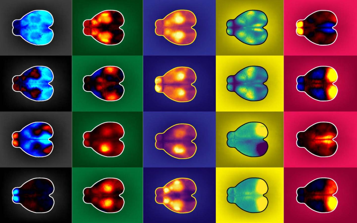 Mouse Brain Activity