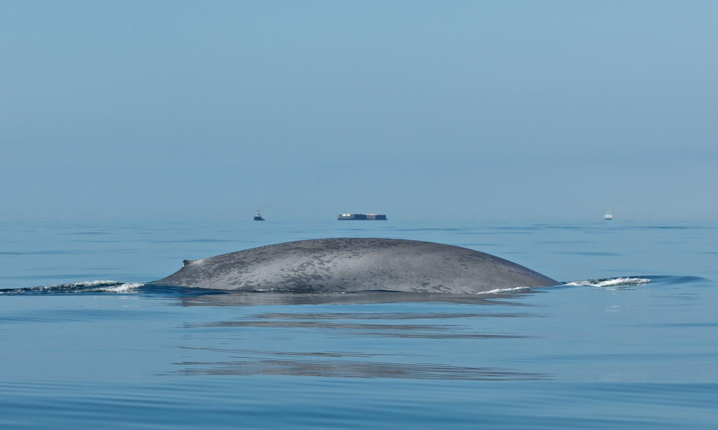 Blue Whale