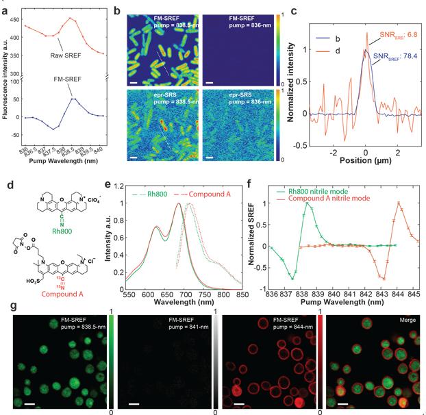 Figure 2| Background-free SREF imaging through frequency modulation with high sensitivity and sharp vibrational contrast.