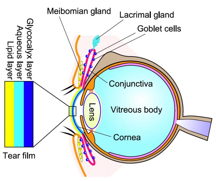 The Tear Film Composed of Three Layers