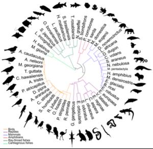 Researchers map genome for cats, dolphins, bi - Vimarsana News