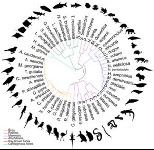 Sequencing Vertebrate Genomes