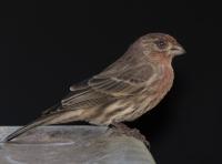 House Finch with Severe Symptoms of Conjunctivitis