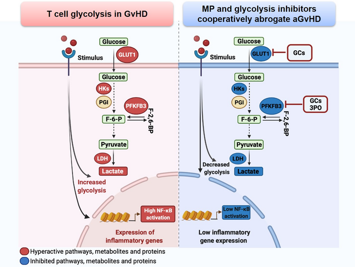 Glucocorticoid and glycolysis inhibitors coop eurekalert 