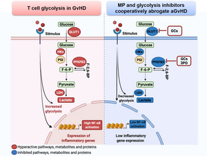 Glucocorticoid and glycolysis inhibitors cooperatively abrogate acute graft-versus-host disease