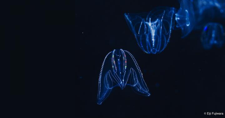 Structural Protein Essential for Ciliary Harmony in Comb Jellies