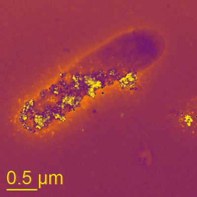 Bacteria Respirating