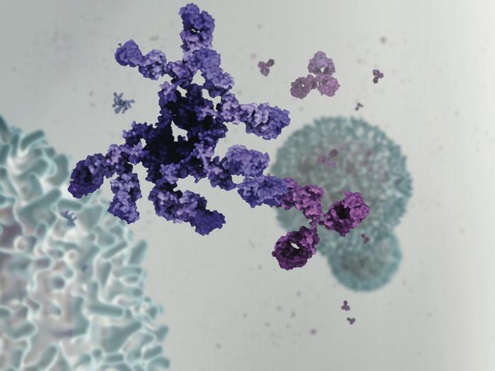 Molecular illustration of an antibody