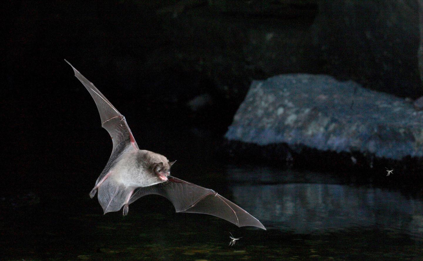 Daubenton's Bat