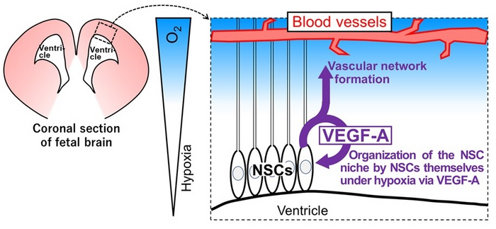 Organization of self-advantageous niche by neural stem cells during development under hypoxia