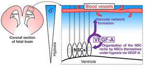 Organization of self-advantageous niche by neural stem cells during development under hypoxia