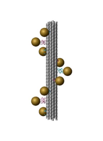 A Spiral Staircase Made of DesoxyriboNucleicAcid: DNA