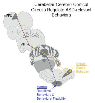 Cerebellar Cerebro-Cortical Circuits