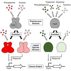 Building a bacterial sensor