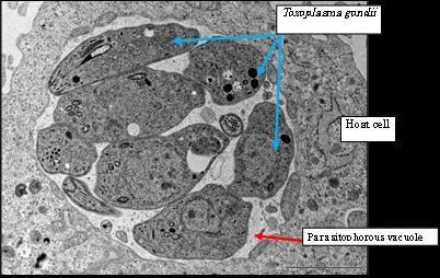 Microscope: <em>Toxoplasma gondii</em>