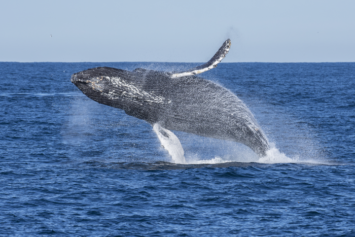 A humpback whale breaches off the coast of California.