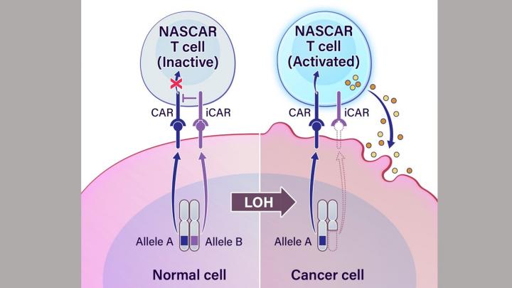 Novel cancer immunotherapy