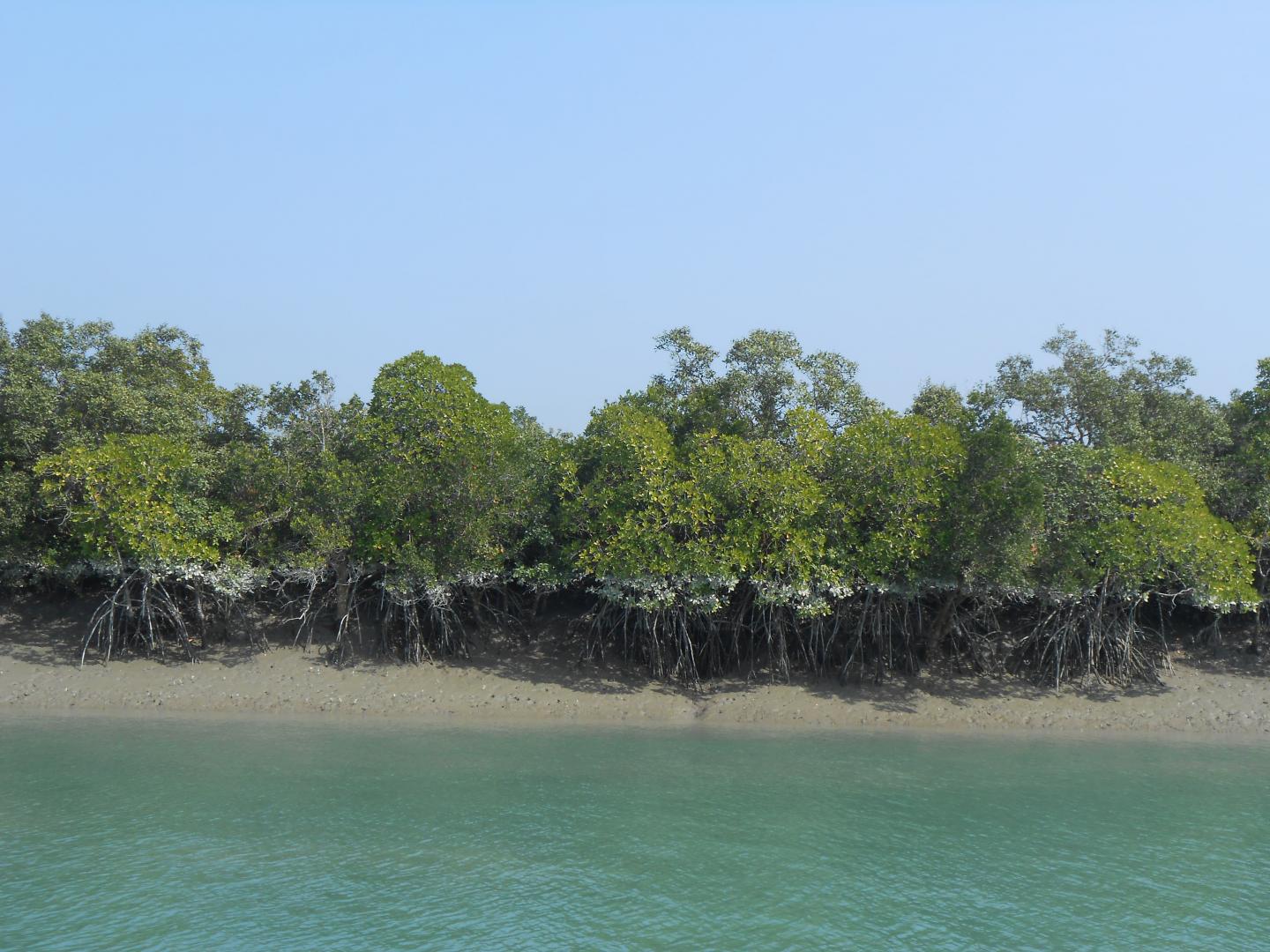 Mangrove Forest