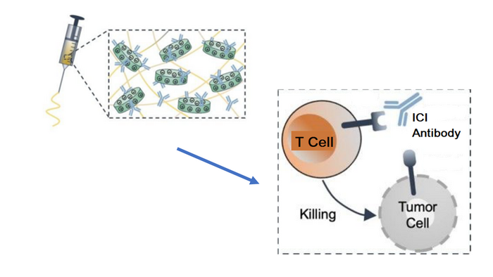 Destroying Tumor Cells: Targeted Immunotherapy Using Injectable Materials