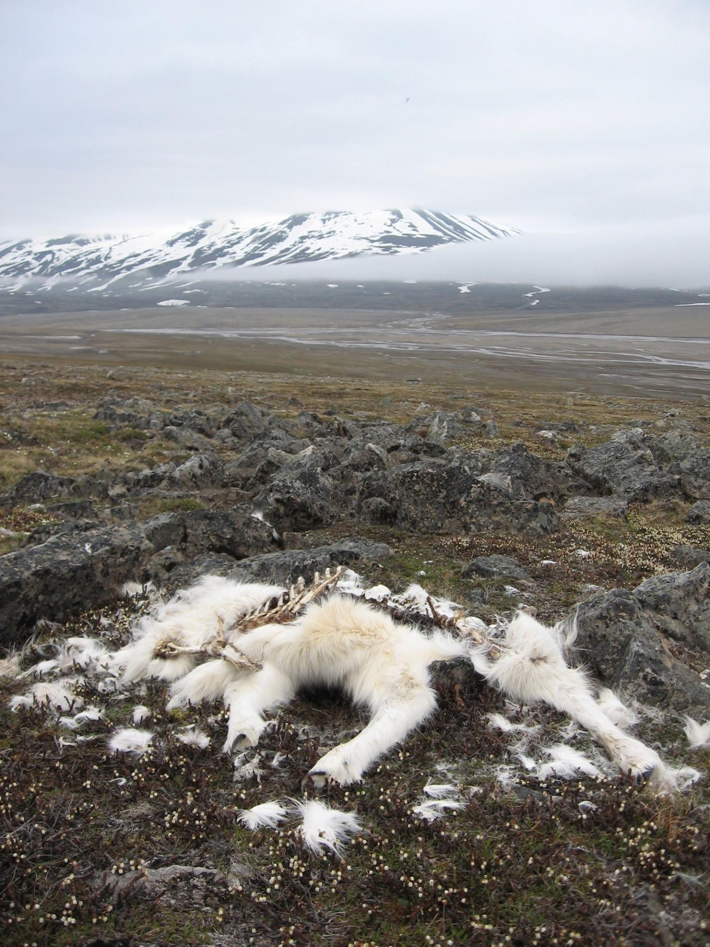 Icy Ground Cover Can Starve Arctic Animals
