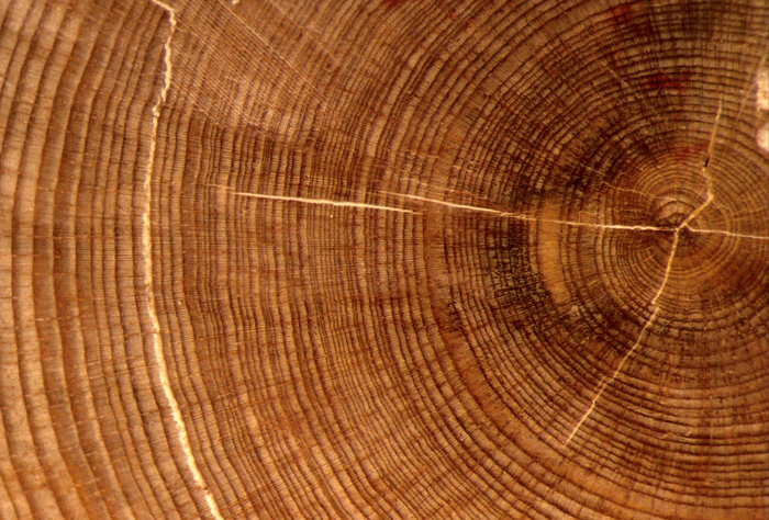 Tree rings