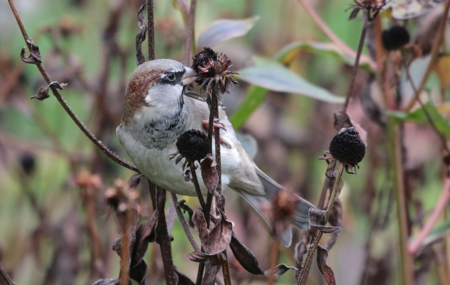 House Sparrow