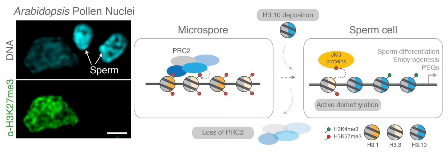 How Plants Forget