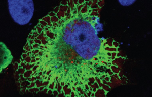 Mutated amino acids in a receptor protein