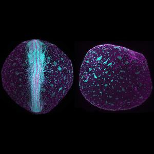 killifish embryos