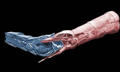 Insight into the Tail of Crane Flies