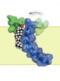 Alzheimer's Protein Structure