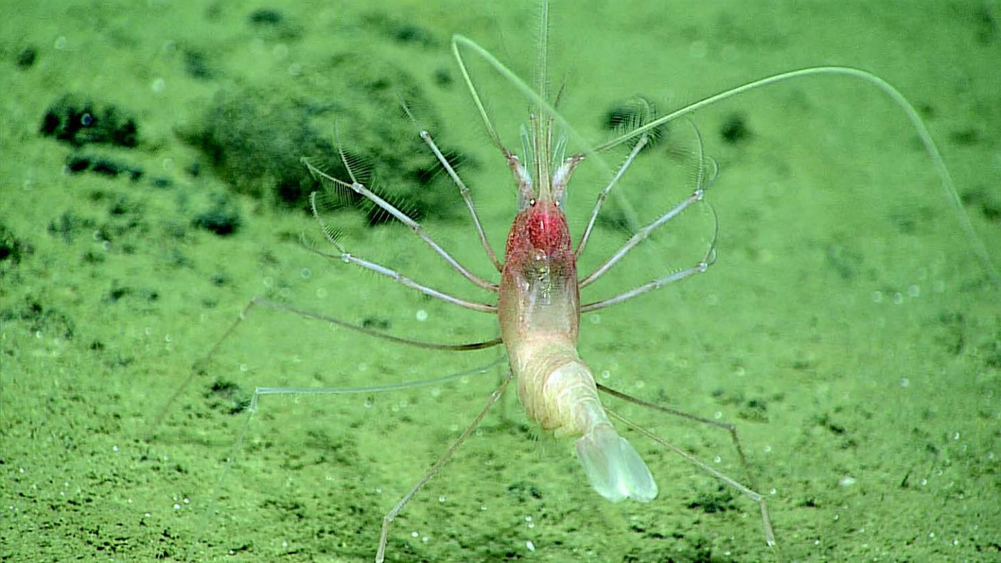 The Photographed Stylodactylid Shrimp at 4826 m