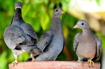 Band-tailed Pigeon