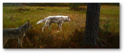 Wolves in the Upper Peninsula of Michigan