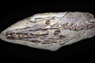 World's Best Preserved Mosasaur Fossil