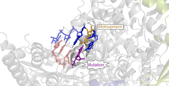 Drug candidate molnupiravir