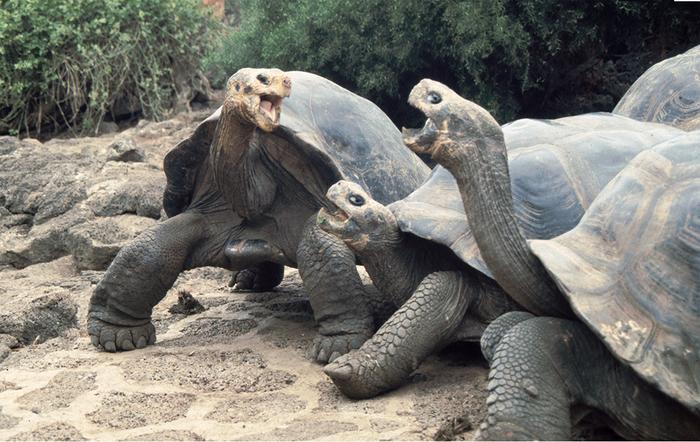 Male Galapagos tortoises exhibiting aggressive behavior.