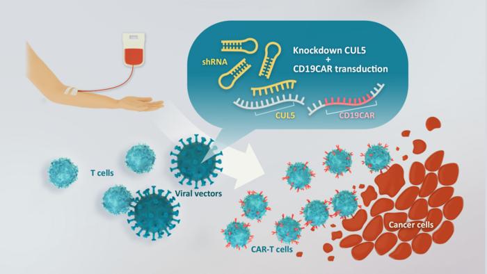 Knockdown of CUL5 gene enhances CAR-T cells’ prolification