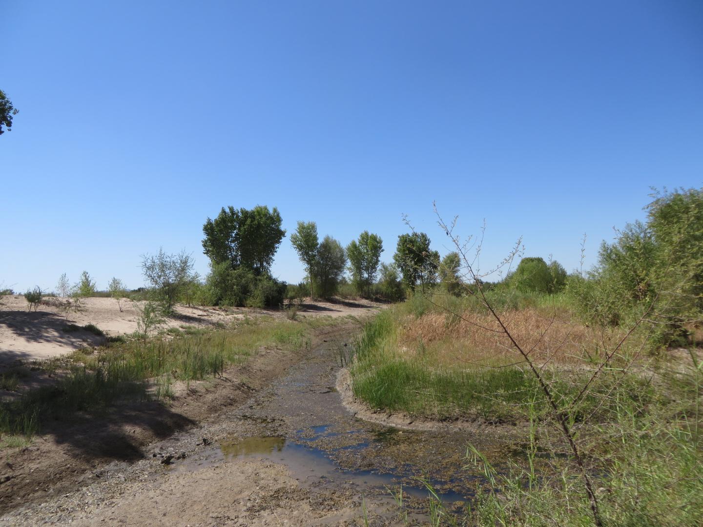 Cottonwoods and Willows, Colorado River Delta
